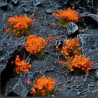 Orange Flowers