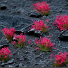 Pink Flowers