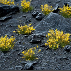 Yellow Flowers