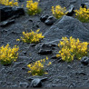 Yellow Flowers